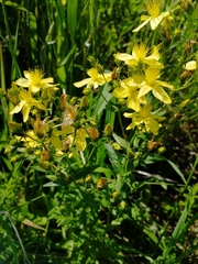 Hypericum elegans
