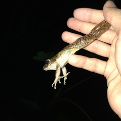 Craugastor fitzingeri