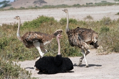 Struthio camelus massaicus