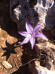Colchicum variegatum