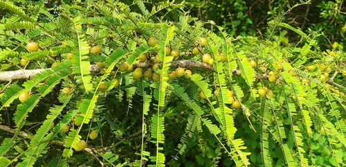 Phyllanthus emblica