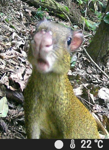 Central American Agouti, Dulce Nombre de Culmí, Olancho, Honduras, photo 9 of 10