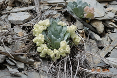 Physaria didymocarpa