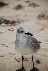 Leucophaeus atricilla