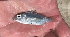 Eucinostomus argenteus