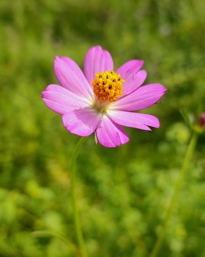 Image of Cosmos caudatus by (c) Afsar Nayakkan, some rights reserved (CC BY)