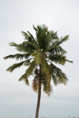 Cocos nucifera