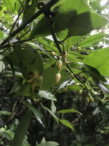Gardneria nutans iNat (1)