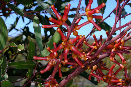 Image of Eucalyptus extensa by (c) Peter Crowcroft, some rights reserved (CC BY)