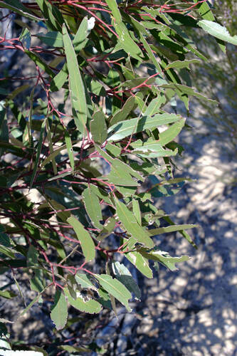 Image of Eucalyptus extensa by (c) Peter Crowcroft, some rights reserved (CC BY)