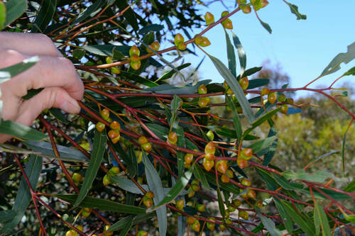 Eucalyptus diptera, photograph 5
