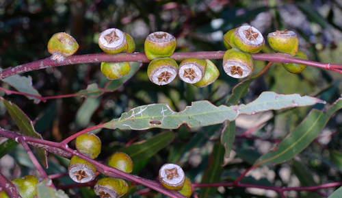 Eucalyptus diptera, photograph 2