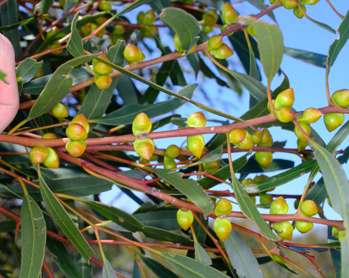 Eucalyptus diptera, photograph 4