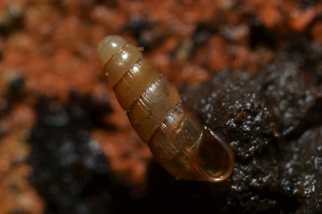 Striped Needle Snail