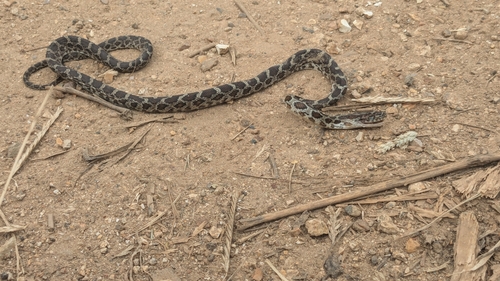Yellow-red Rat Snake