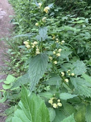 Lamium galeobdolon montanum