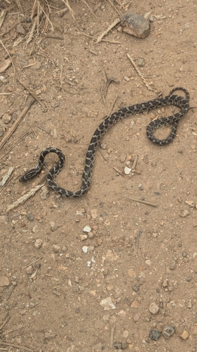 Yellow-red Rat Snake