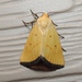Three-spotted Lemon Moth - Photo (c) Royal Tyler, some rights reserved (CC BY-NC-SA), uploaded by Royal Tyler