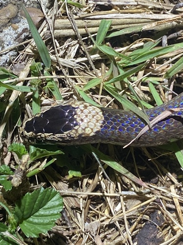 White-crowned Snake sighting
