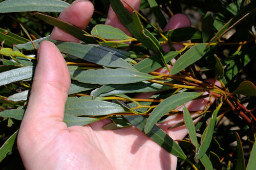Image of Eucalyptus tenera by (c) Peter Crowcroft, some rights reserved (CC BY)