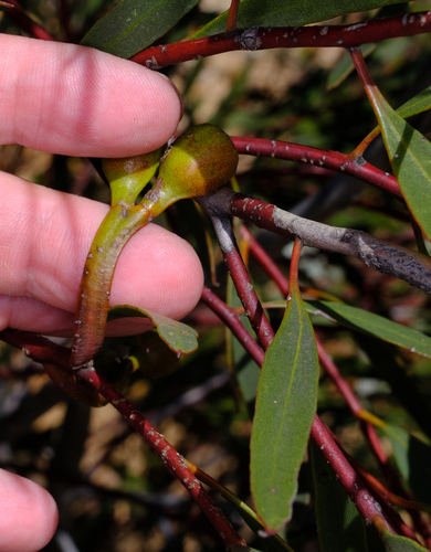 Image of Eucalyptus tenera by (c) Peter Crowcroft, some rights reserved (CC BY)
