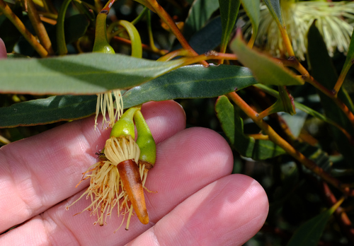 Image of Eucalyptus tenera by (c) Peter Crowcroft, some rights reserved (CC BY)
