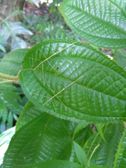 Phanocloidea muricata