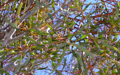 Goldfields White Mallee (Eucalyptus cylindriflora)