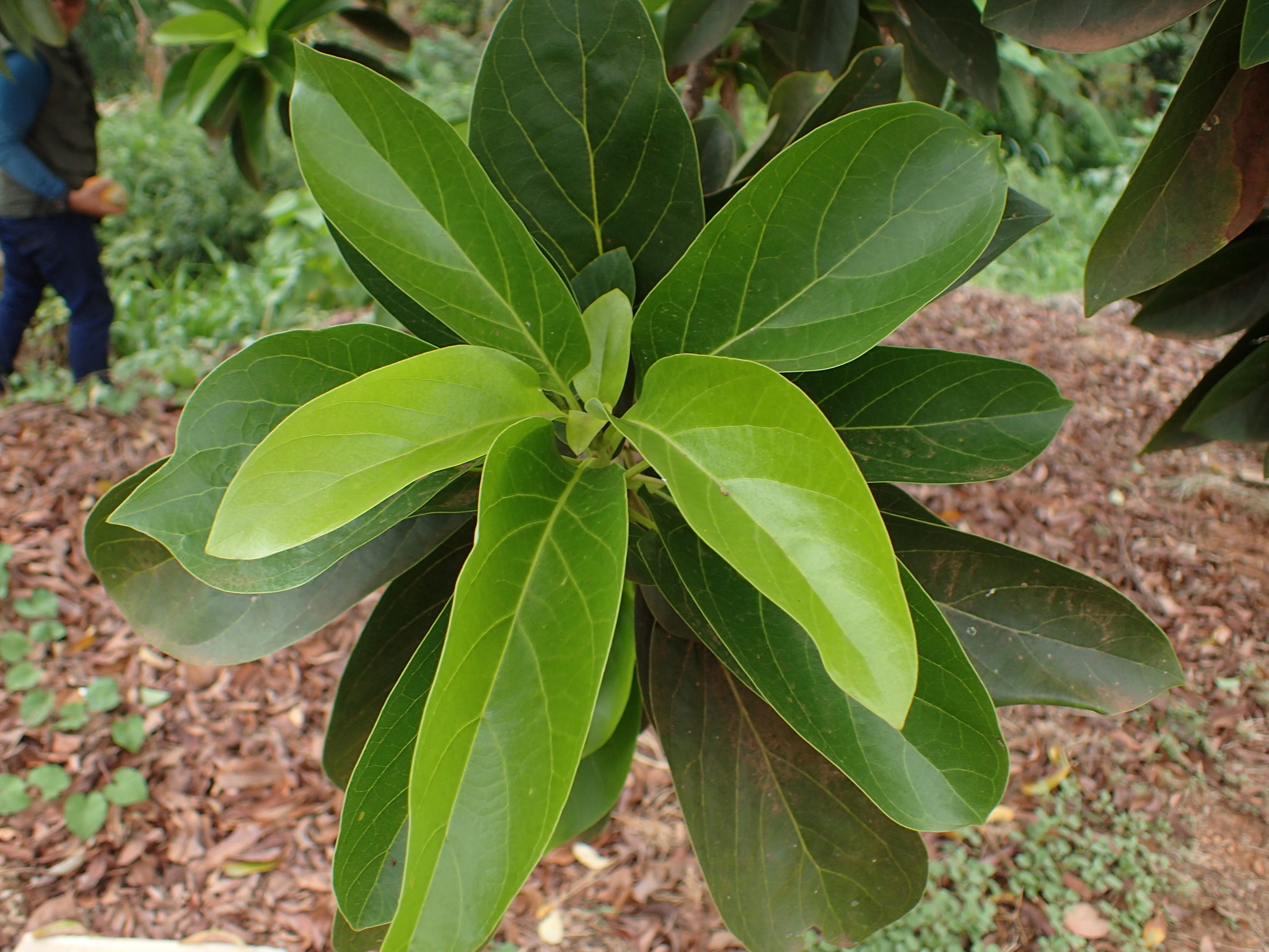 Persea americana