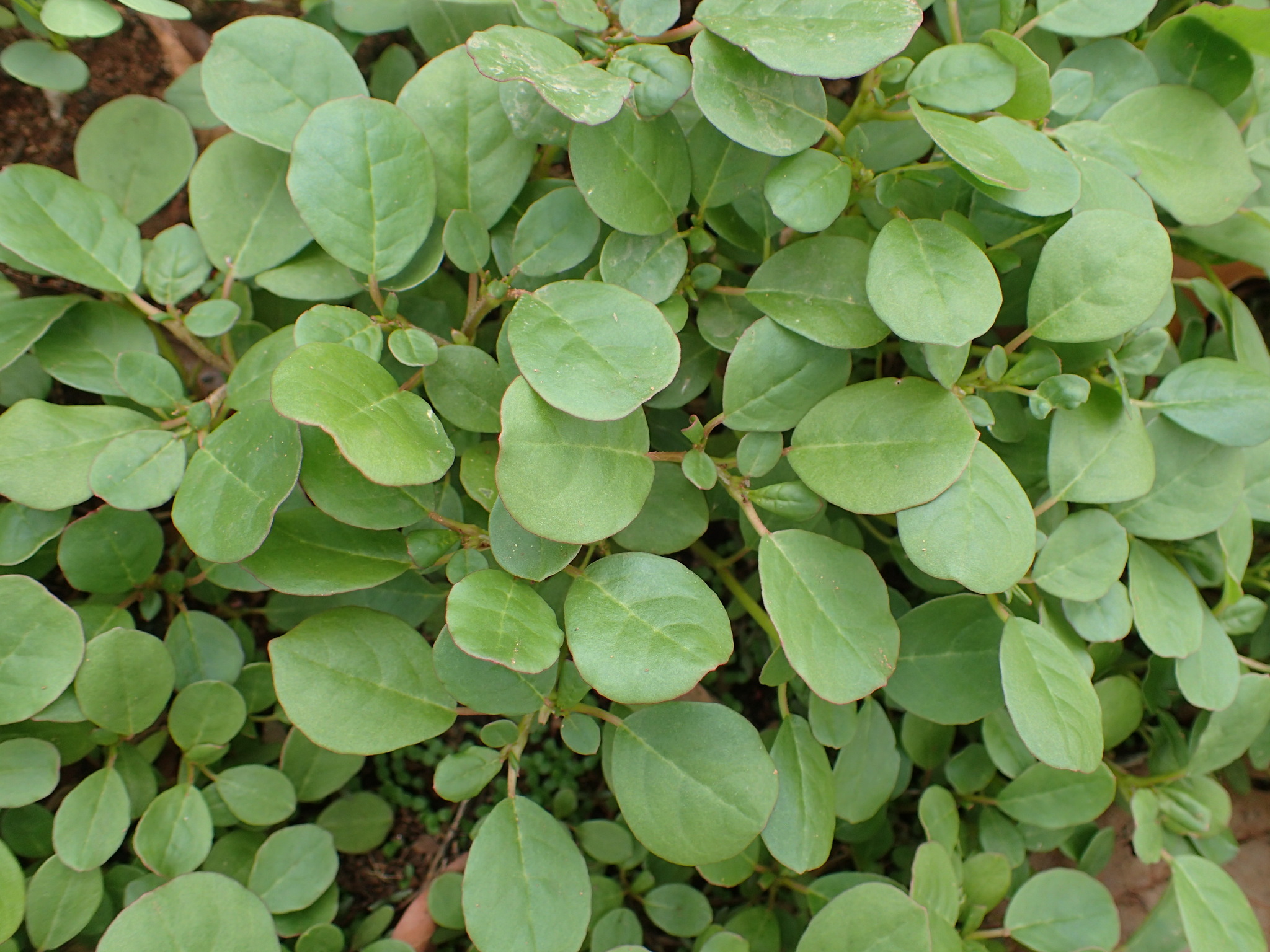 Trianthema portulacastrum