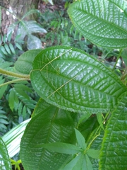 Phanocloidea muricata