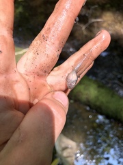 Lithobates sylvaticus