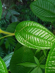 Phanocloidea muricata