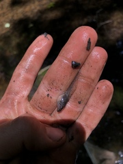 Lithobates sylvaticus