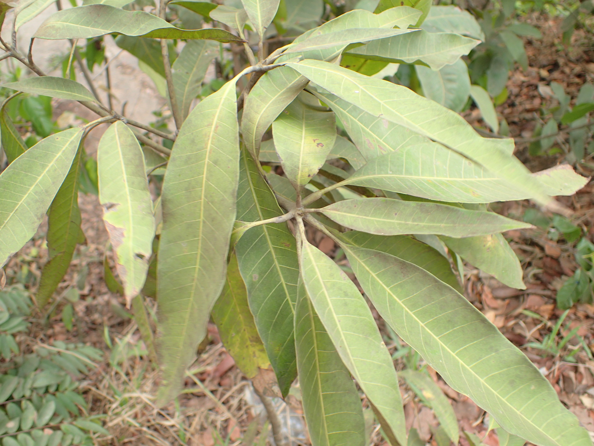 Mangifera indica