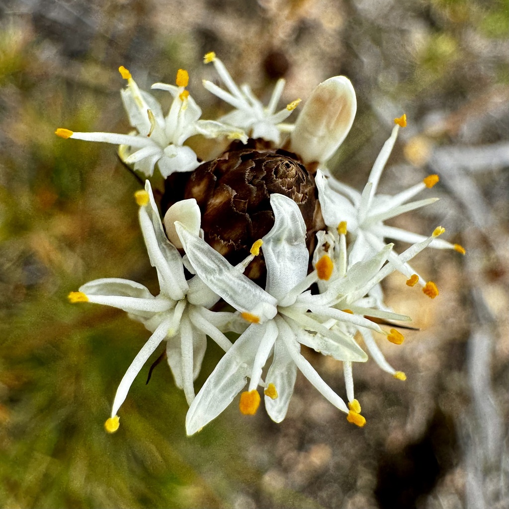 Borya longiscapa (Borya longiscapa)