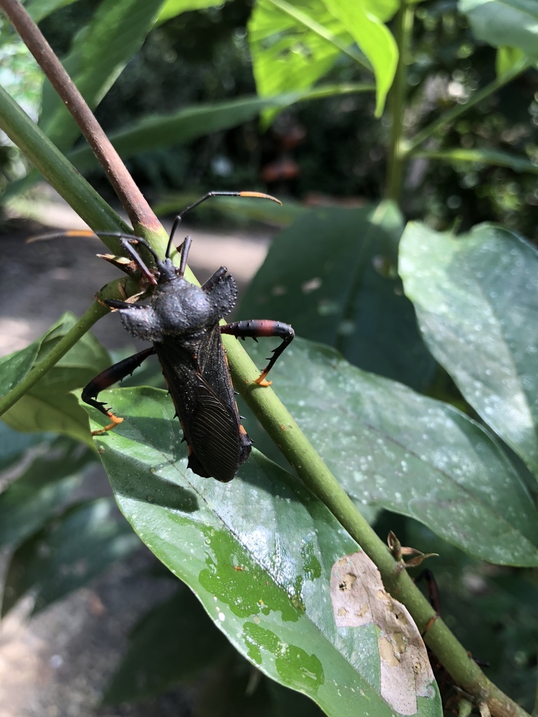 Acocopus gigantea