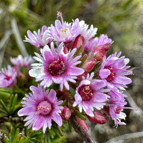 Image of Verticordia plumosa by (c) pimelea, some rights reserved (CC BY)