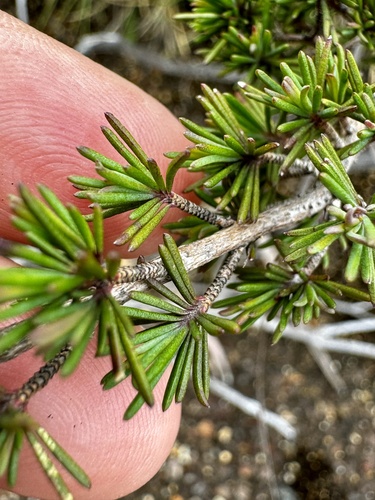 Image of Verticordia plumosa by (c) pimelea, some rights reserved (CC BY)