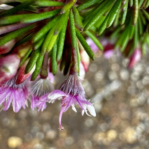 Image of Verticordia plumosa by (c) pimelea, some rights reserved (CC BY)