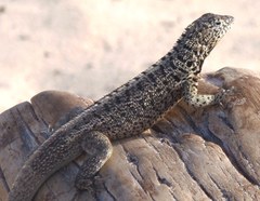 Microlophus barringtonensis