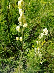 Aconitum anthora