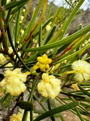 Thick-leaved wattle (Acacia crassiuscula)