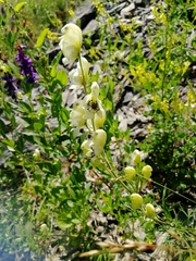 Aconitum anthora