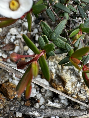 Image of Rinzia schollerifolia by (c) pimelea, some rights reserved (CC BY)
