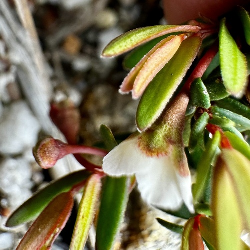 Image of Cranberry Rinzia (Rinzia schollerifolia) by (c) pimelea, some rights reserved (CC BY)