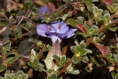 Barleria crassa