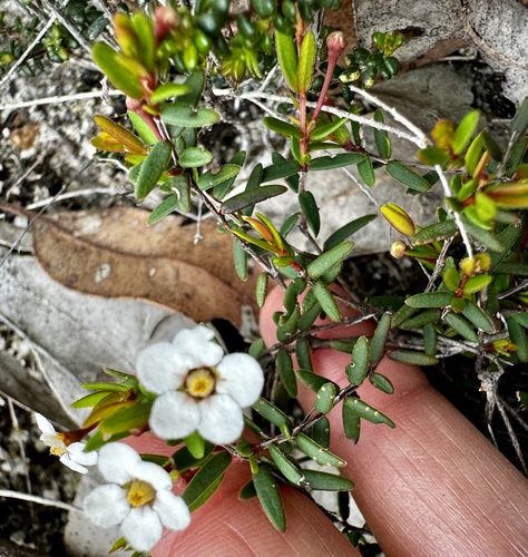 Image of Cranberry Rinzia (Rinzia schollerifolia) by (c) pimelea, some rights reserved (CC BY)