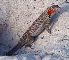 Microlophus barringtonensis