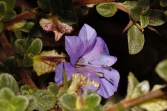 Barleria crassa